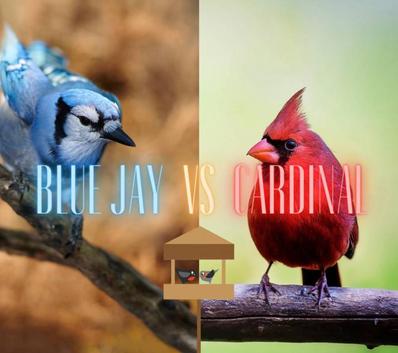🔥 A Blue Jay and a Cardinal have a little confrontation. Both