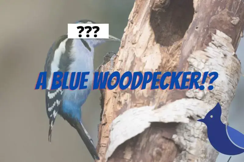 blue woodpecker bird