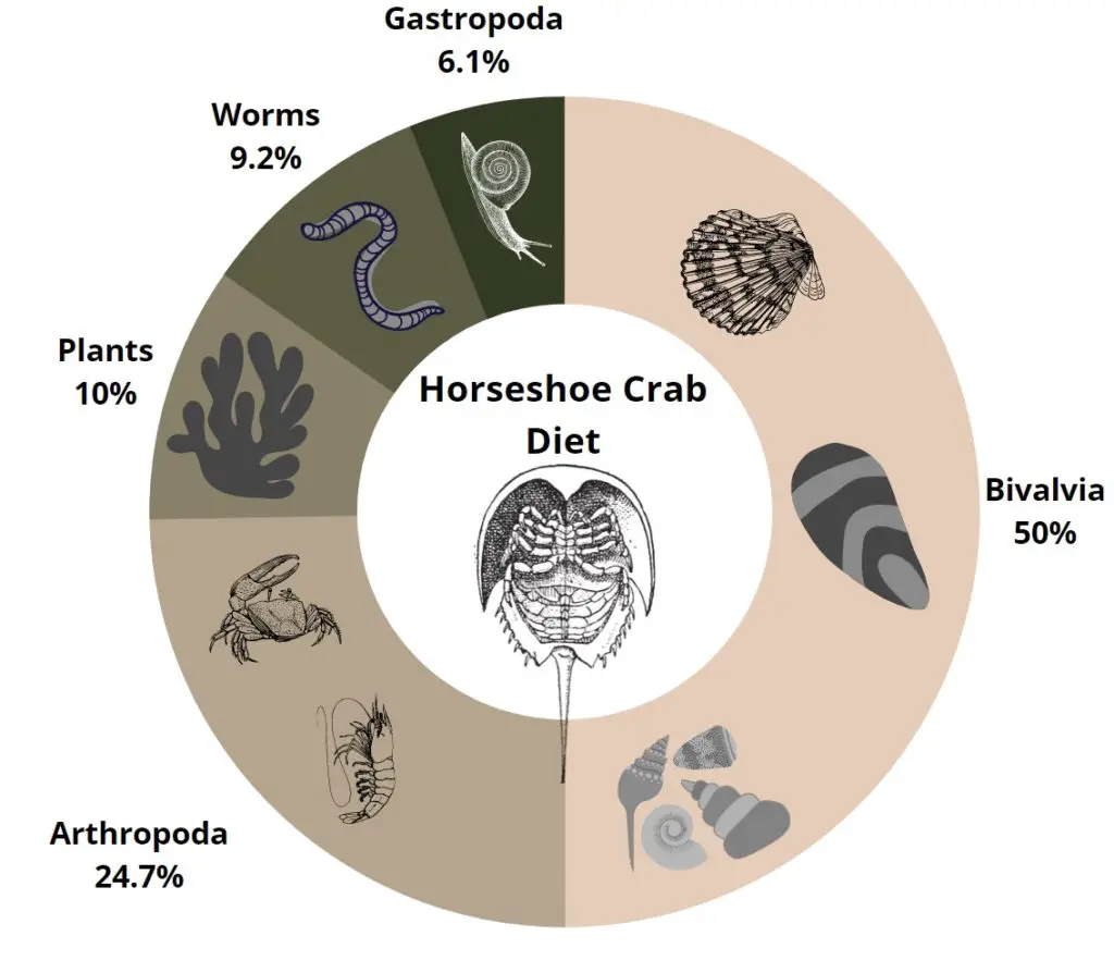 Horseshoe crab diet