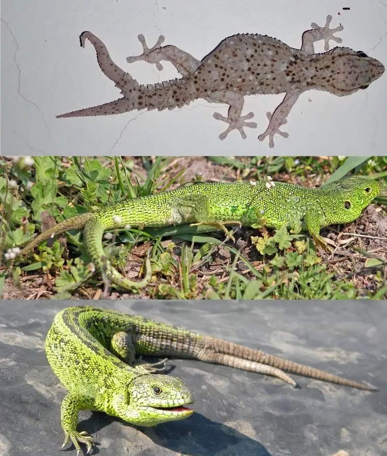 Lizards with two tails. 