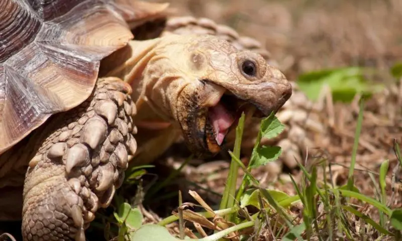 Do turtles make saliva? (Explained!) - Outlife Expert