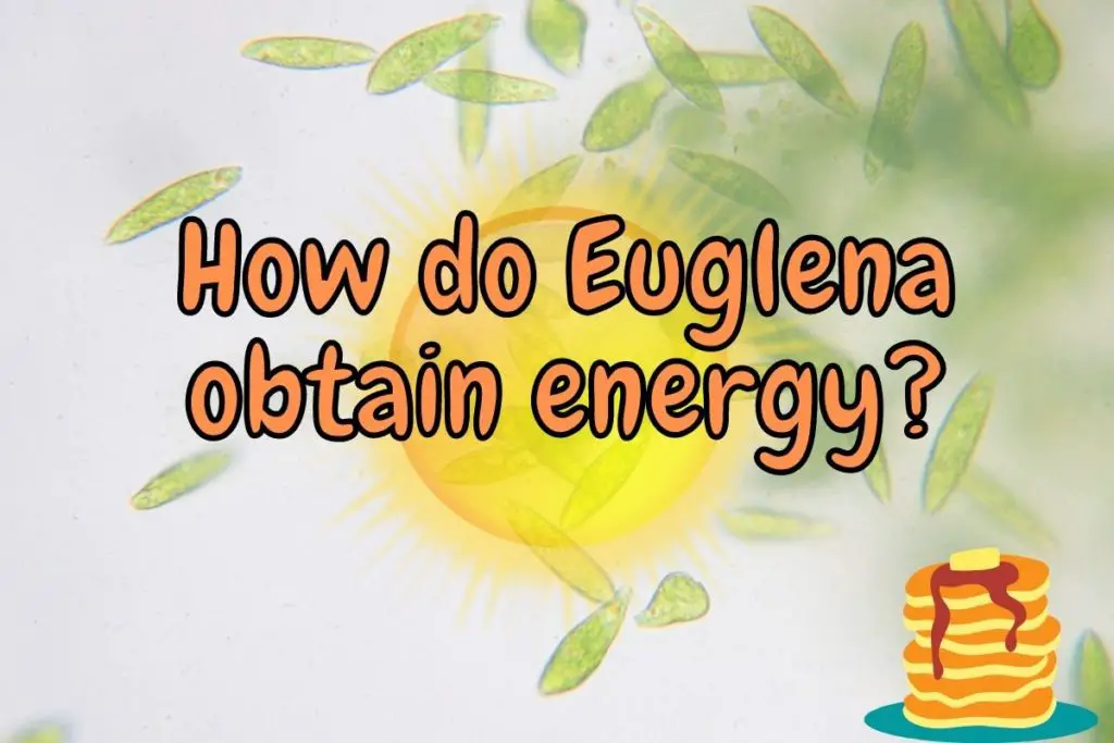 How do Euglena obtain energy?