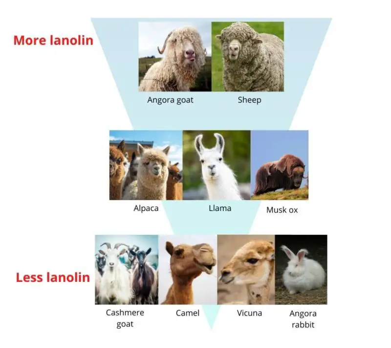 Wool types ranked for their lanolin content. 