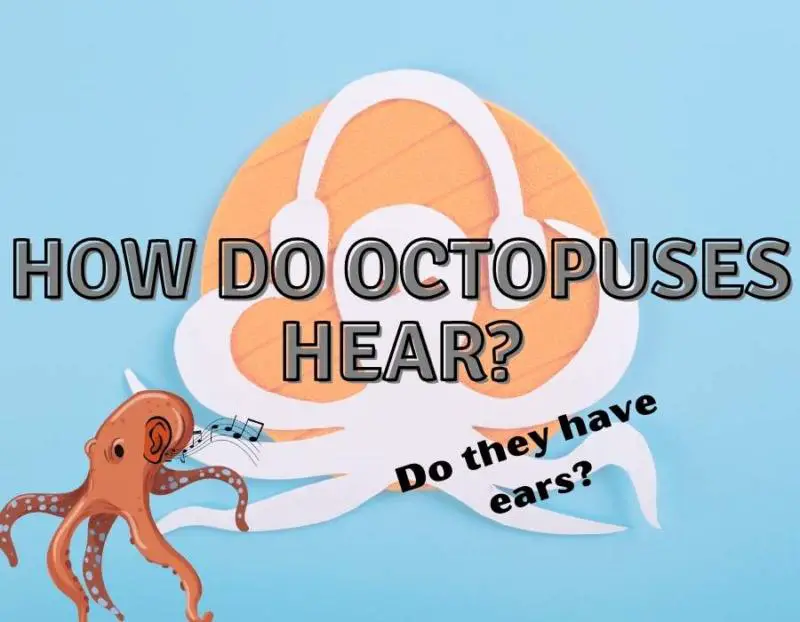 Do octopuses have ears?