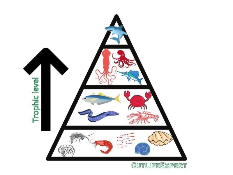 Location of octopuses in the food chain.