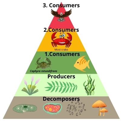 Why are decomposers important for ecosystems? – Outlife Expert