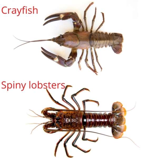 Crayfish vs. spiny lobster