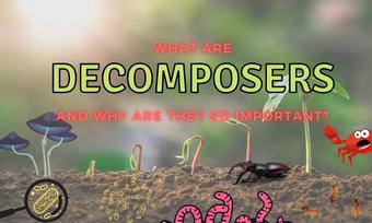 What are decomposers? (What do they eat?) – Outlife Expert