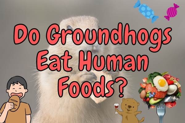 Do groundhogs eat human food