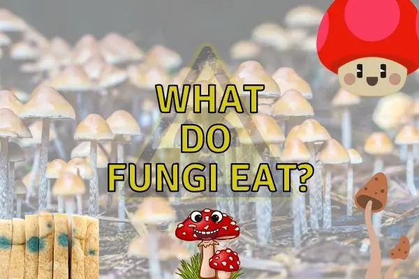 What do fungi eat