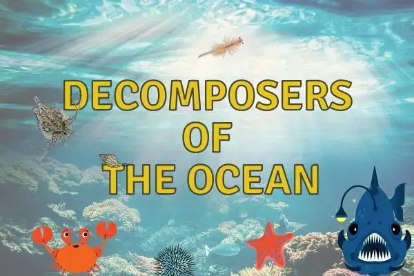 ocean decomposers
