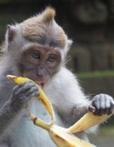 What Do Monkeys Eat In The Rainforest? (Answered!) – Outlife Expert