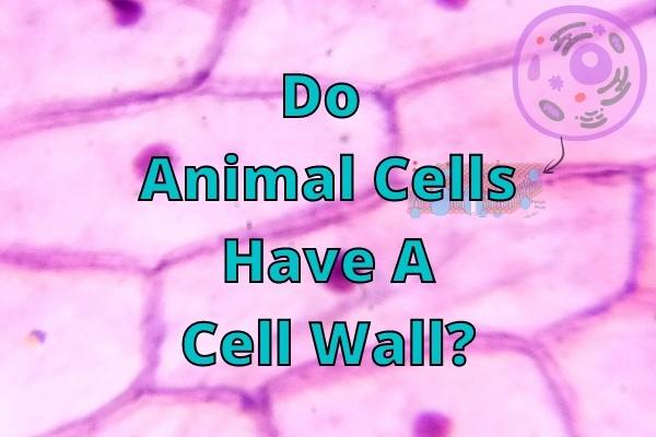 Do Animal Cells Have A Cell Wall? (Answered And Explained!) – Outlife Expert
