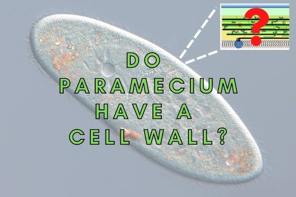 paramecium cell wall
