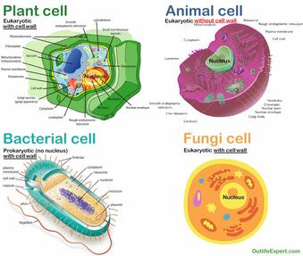 Do Animal Cells Have A Cell Wall? (Answered And Explained!) – Outlife Expert