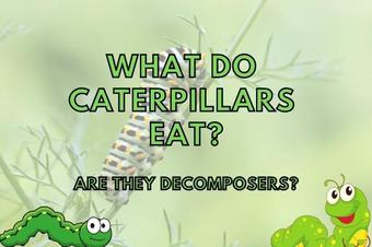 Are Caterpillars Decomposers? (What do they eat?) – Outlife Expert