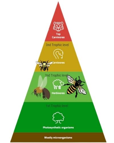 Showing the placement of bees in the energy pyramid or food chain.