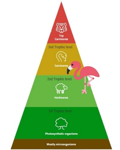 is a flamingo a Herbivore, Carnivore or Omnivore? – Outlife Expert