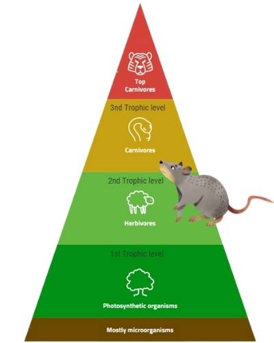 The Energy Pyramid mouse
