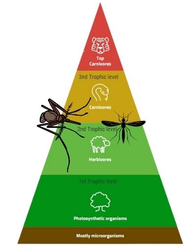 How long has mosquito been on the food chain