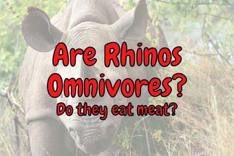 Are Rhinos Omnivorous Animals? (Do They Eat Meat?) – Outlife Expert