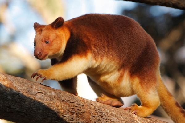 Tree kangaroo