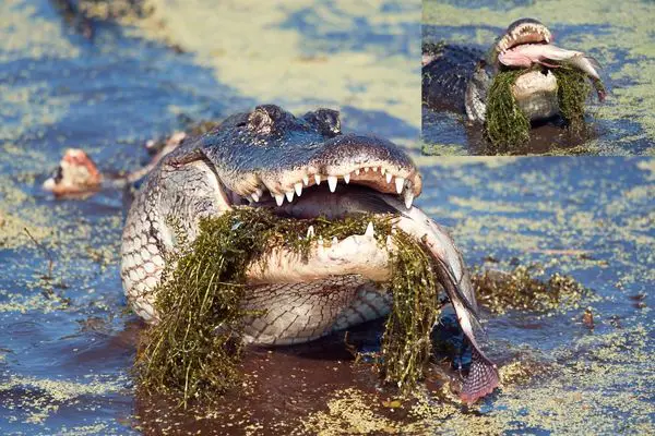 Are alligators herbivores?