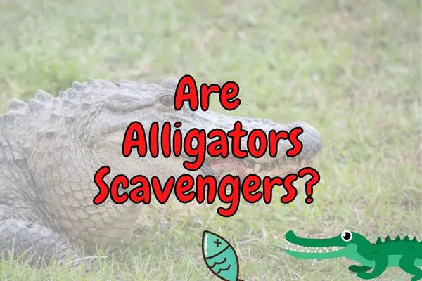Are Alligator Scavengers?