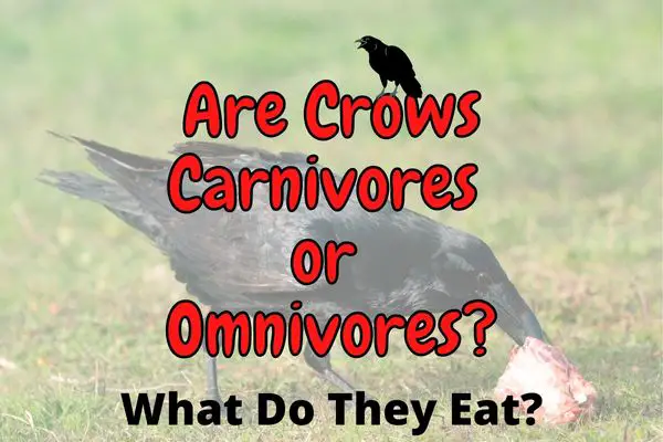 Are Crows Carnivores or Omnivores? (Answered!) – Outlife Expert