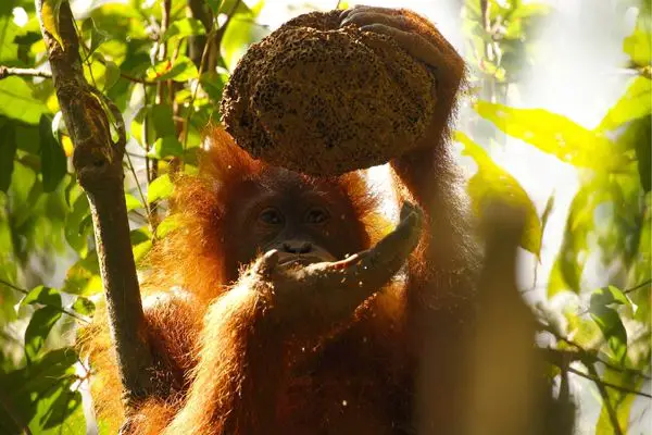 orangutan Eating Termites