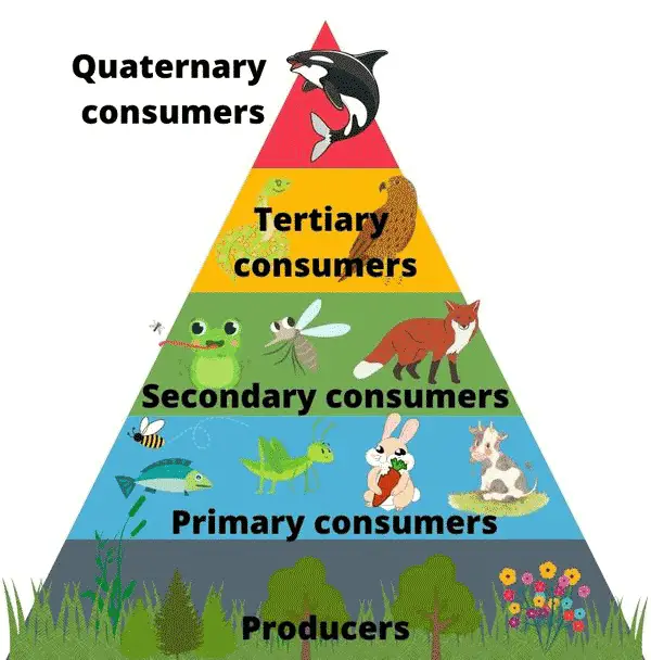 Consumers in the food chain.