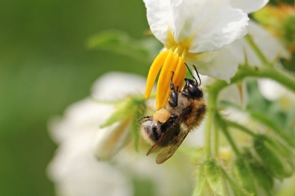 bees are herbivores