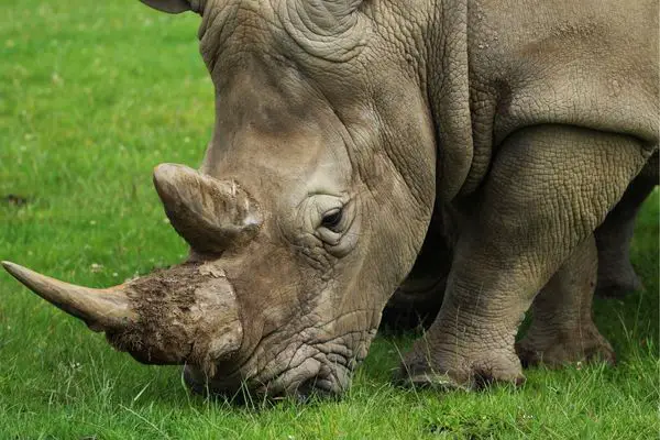 Rhino Eating grass