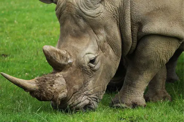 Are Rhinos Omnivorous Animals? (Do They Eat Meat?) – Outlife Expert