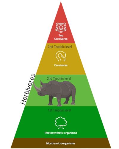 Are Deer Herbivores (do They Eat Meat?) – Outlife Expert