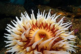 Are Sea Anemones Producers or Consumers? (Answered!) – Outlife Expert