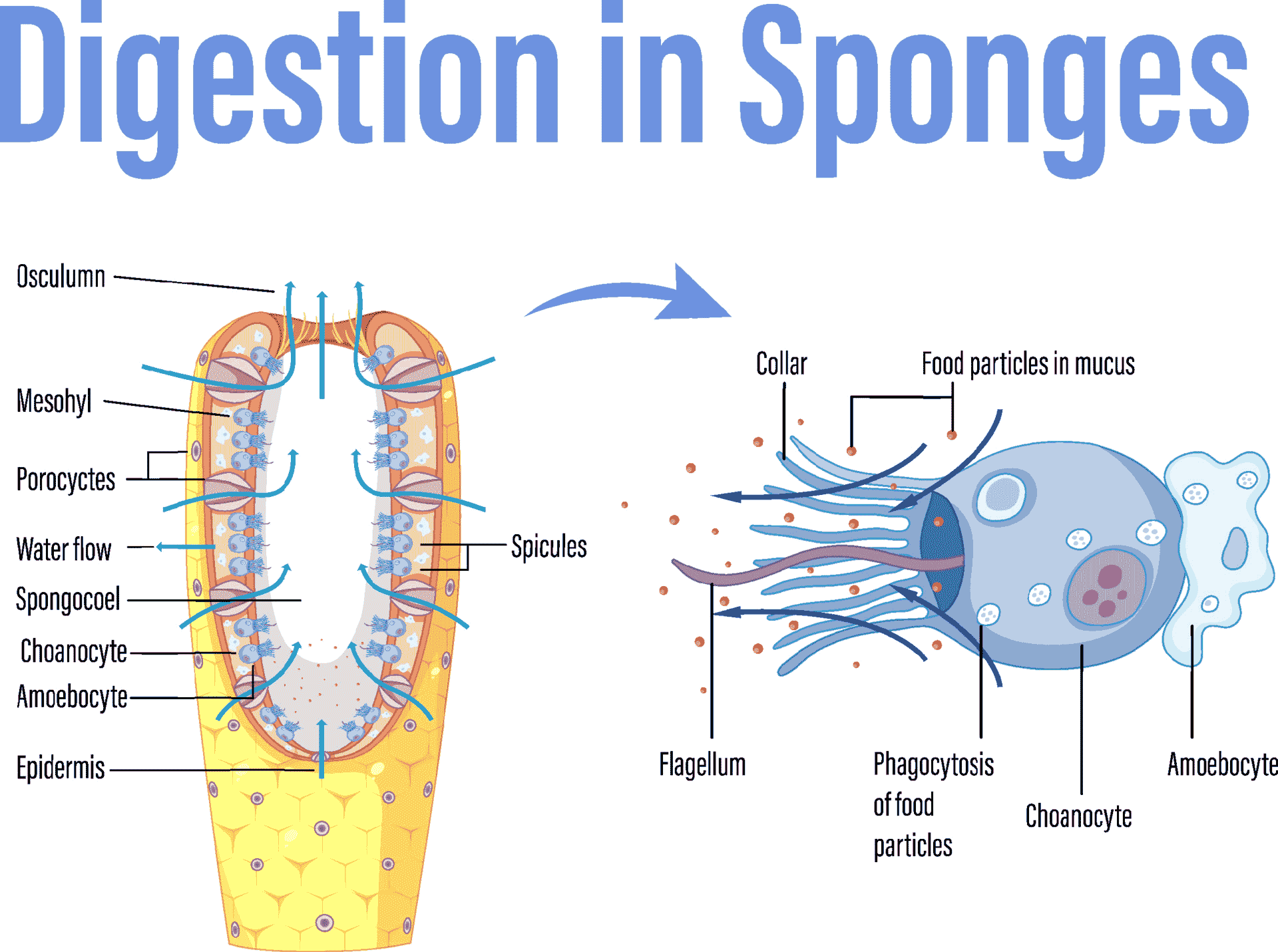 Are Sponges Herbivores, Carnivores or Omnivores? (Answered!) Outlife