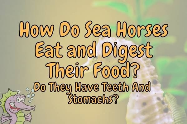 Se horses stomach and teeth
