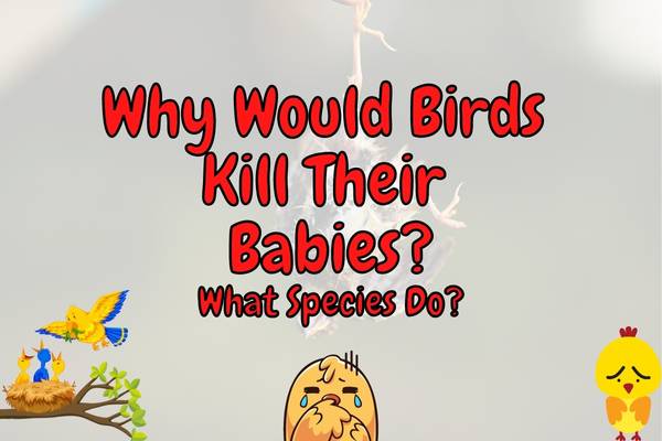 Why do birds kill their babies?