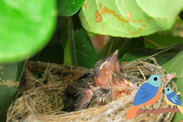 Bird babies nest