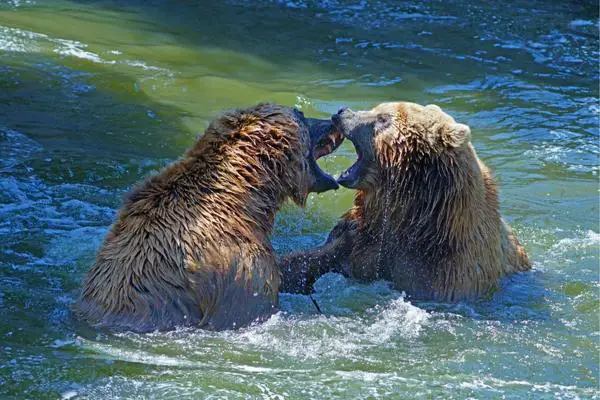 kodiak bears fighting in water