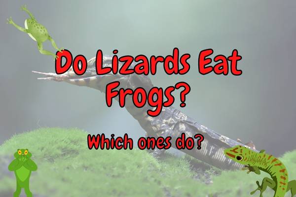 Lizards that eat frogs