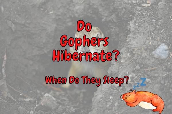 gopher hibernation