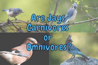 Are Jays Carnivores or Omnivores? (Explained!) – Outlife Expert