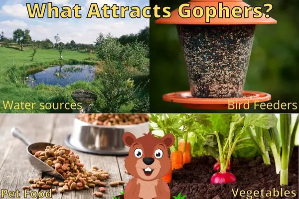 What Attracts Gophers To Your backyard