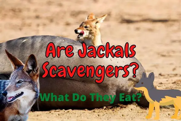 Are Jackals Scavengers? (Answered!) – Outlife Expert