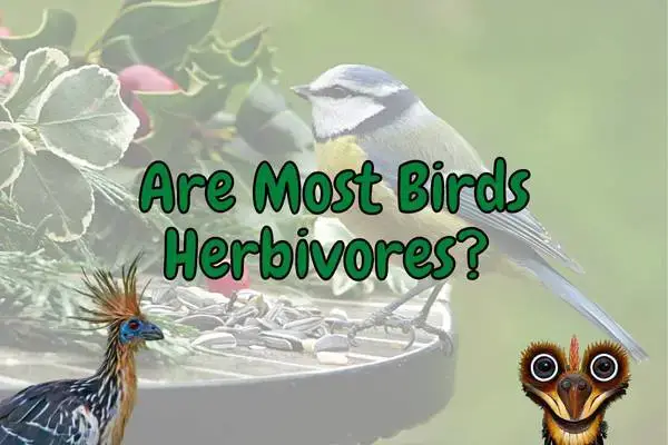 Are Birds Herbivores, Carnivores, or Omnivores? (Answered!) – Outlife Expert