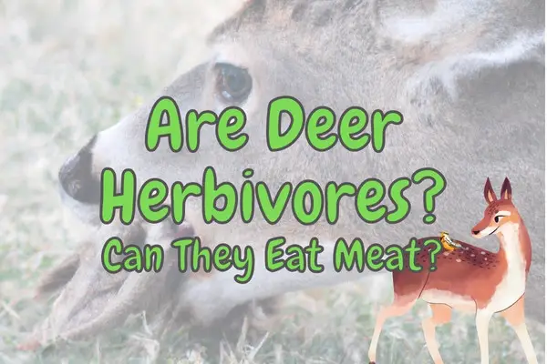 Are Deer Herbivores (Do They Eat Meat?) – Outlife Expert