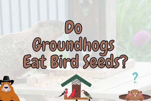groundhog eating bird seeds