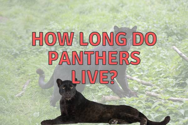 How long do panthers live and why.